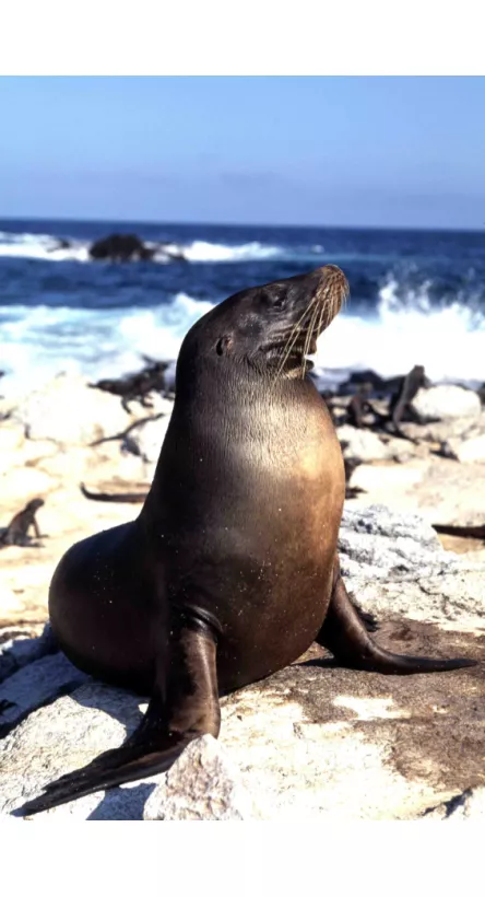 GALAPAGOS