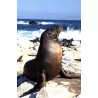 GALAPAGOS