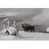 YELLOWSTONE BR