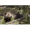 YELLOWSTONE BR